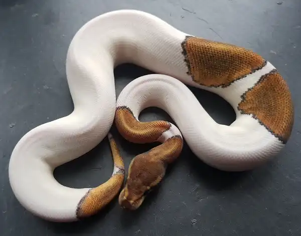 Pied Ball Python Picture