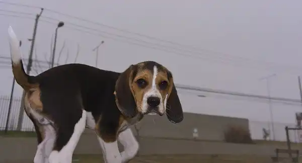 Pocket Beagle Image