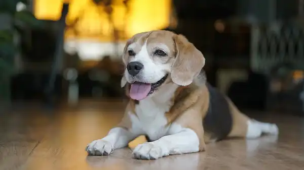 Pocket Beagle Picture