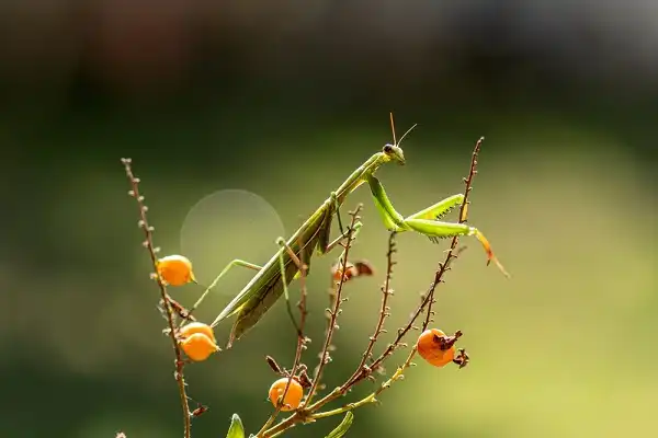 Praying Mantis Picture