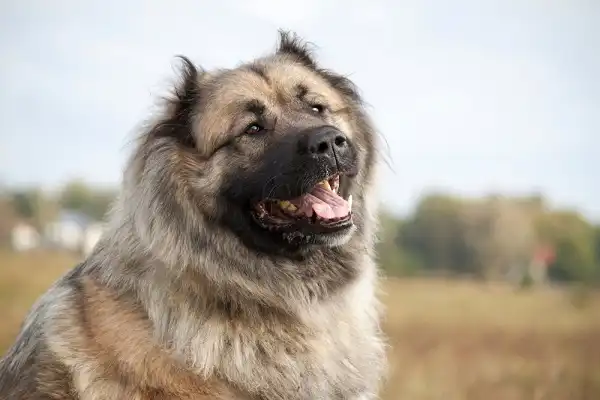 Russian Bear Dog Image