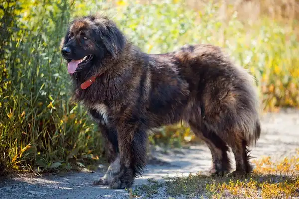 Russian Bear Dog Picture