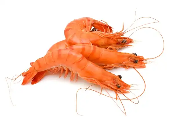 Shrimp Facts