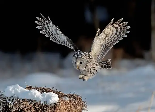 Ural Owl Facts