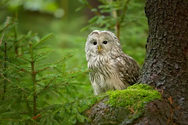 Ural Owl Image