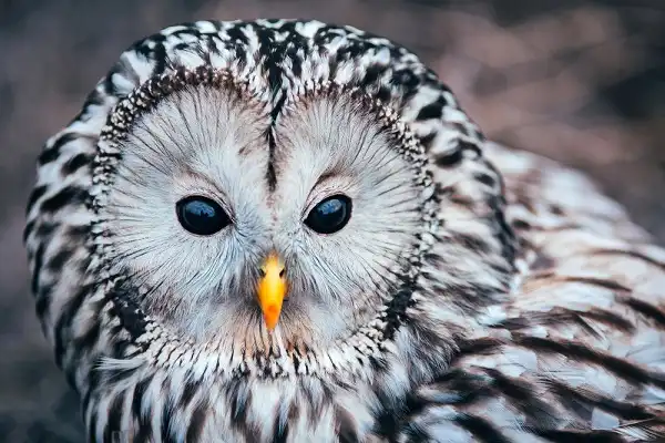 Ural Owl Picture