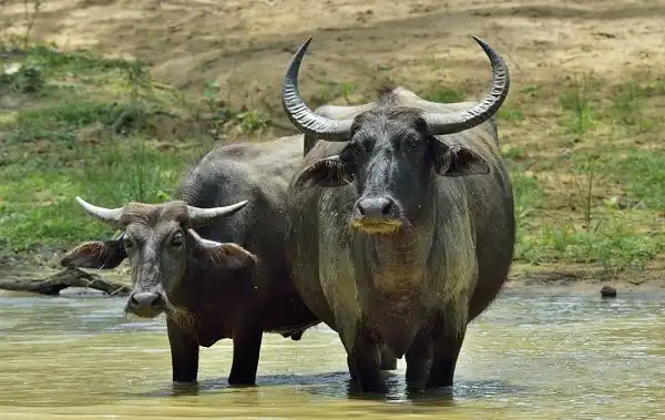Water Buffalo Facts
