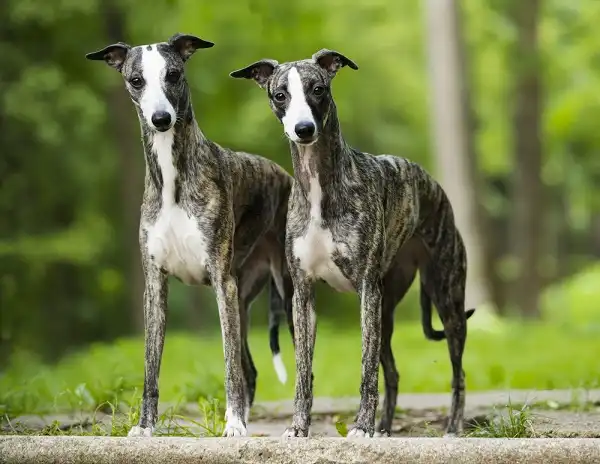 Whippet Facts