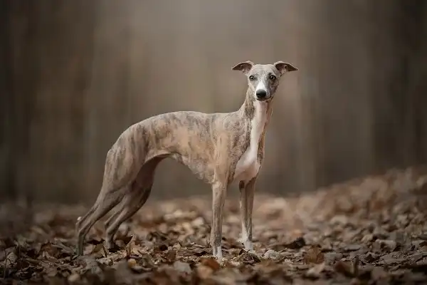 Whippet Picture