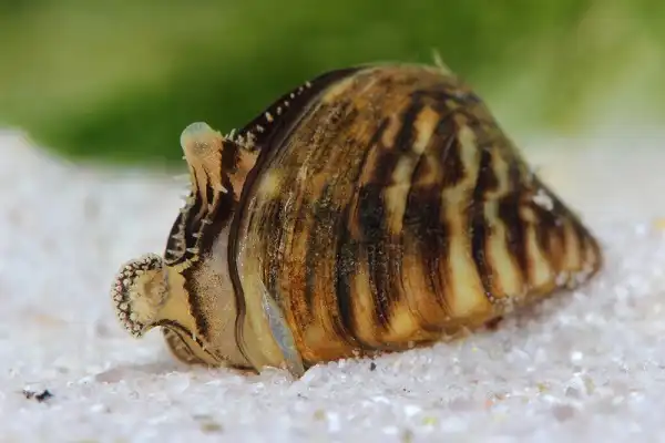 Zebra Mussels Facts