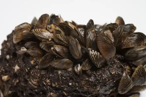 Zebra Mussels Picture