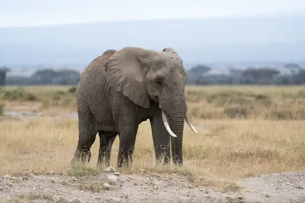 African Bush Elephant Facts