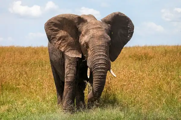 African Bush Elephant Image