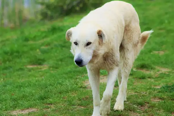 Anatolian Shepherd Dog Facts