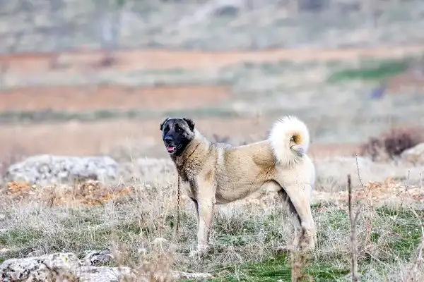 Anatolian Shepherd Dog Picture