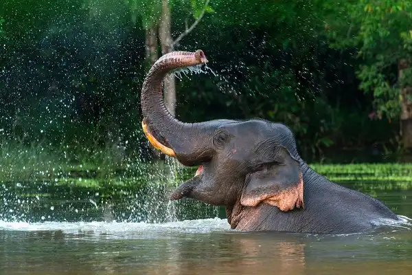 Asian Elephant Image