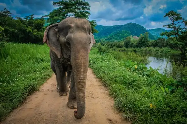 Asian Elephant Picture