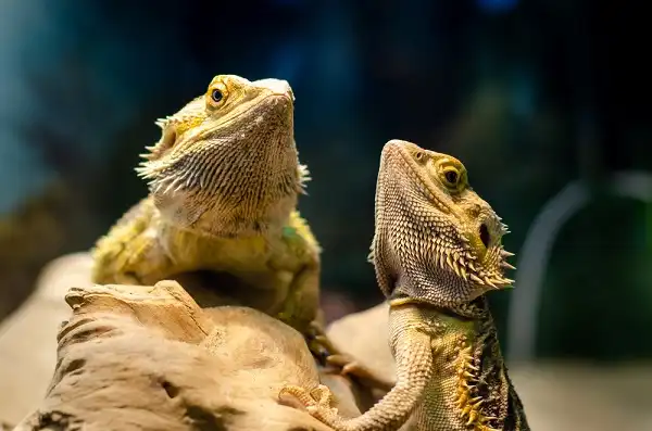 Bearded Dragon Picture