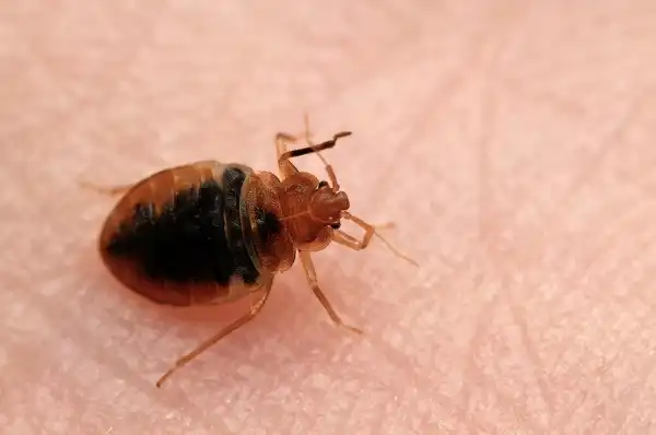 Bed Bugs Facts