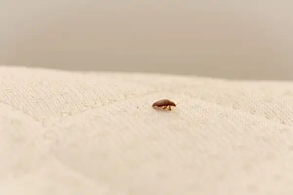 Bed Bugs Image