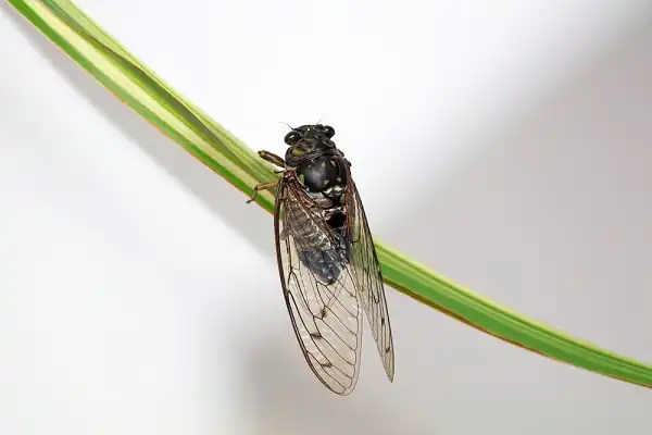 Cicada Image