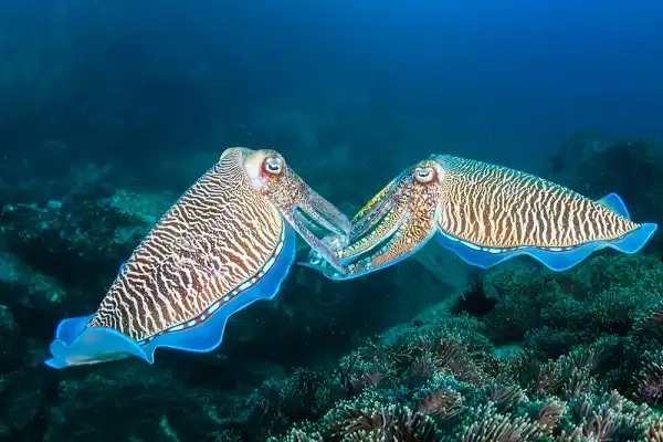 Cuttlefish Facts