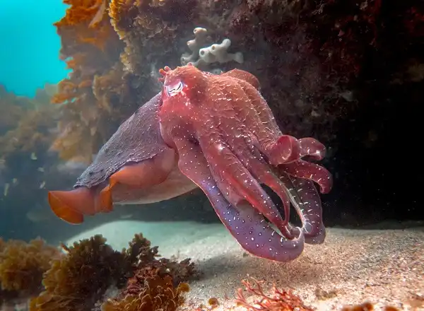 Cuttlefish Image