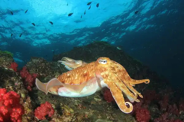 Cuttlefish Picture