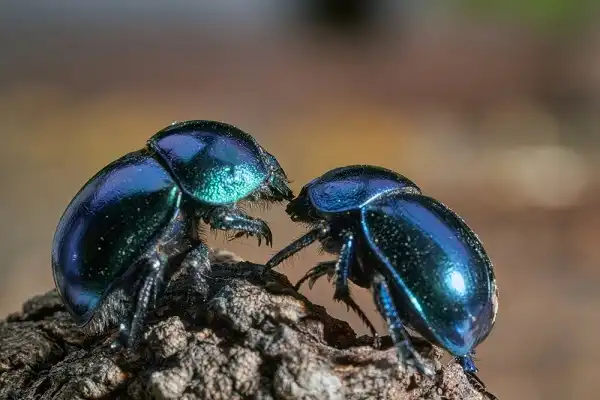 Dung Beetle Facts
