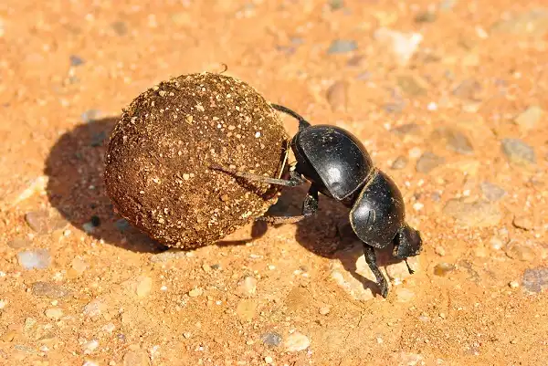 Dung Beetle Image