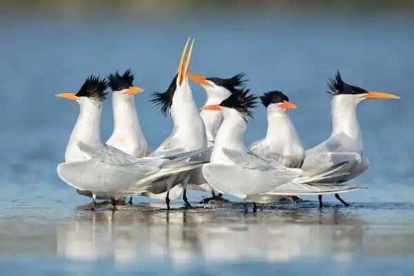 Elegant Tern Image