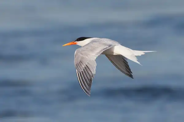 Elegant Tern Picture