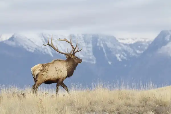Elk Facts