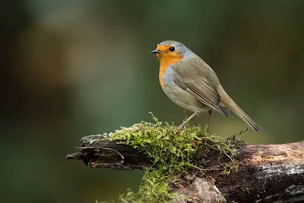 European Robin Image