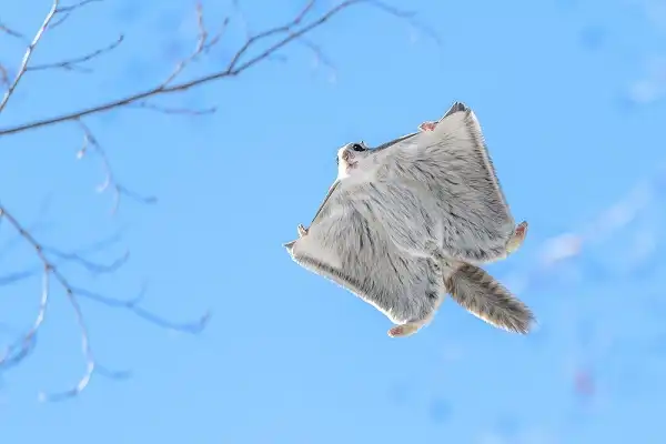 Flying Squirrel Facts