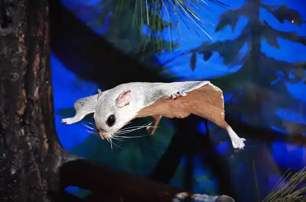 Flying Squirrel Image