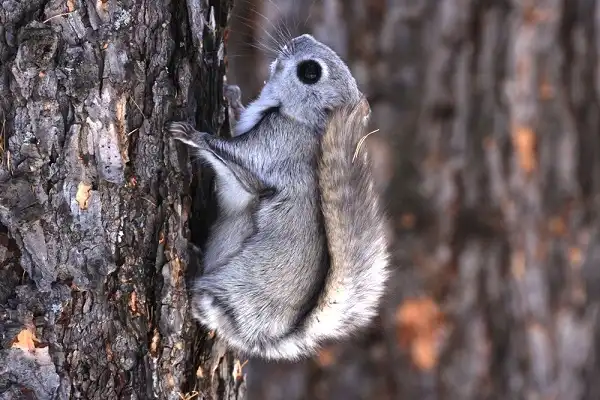 Flying Squirrel Picture