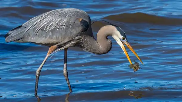 Great Blue Heron Facts