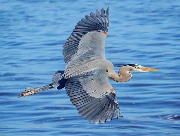 Great Blue Heron Image
