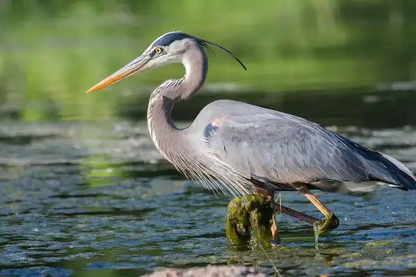 Heron Facts