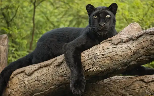 Panther Image