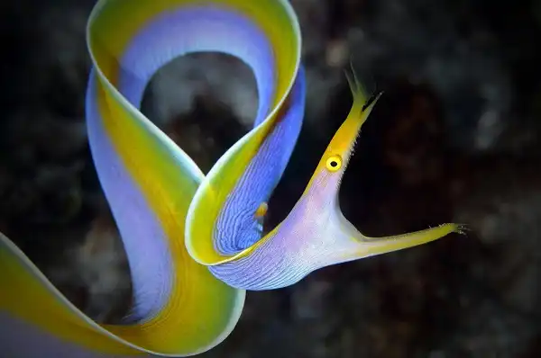 Ribbon Eel Picture