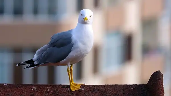 Seagull Facts