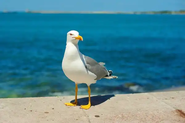 Seagull Image