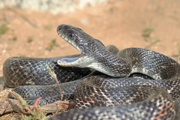Western Rat Snake Facts