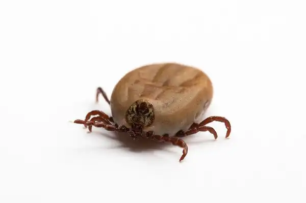 Wood Tick Facts