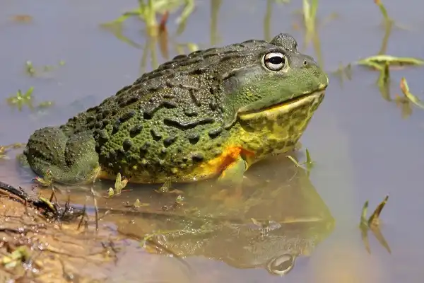 African Bullfrog Facts