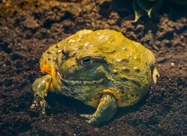 African Bullfrog Picture