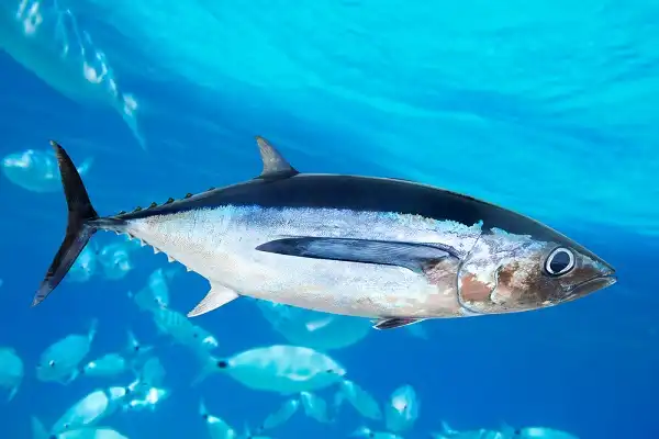 Albacore Tuna Facts