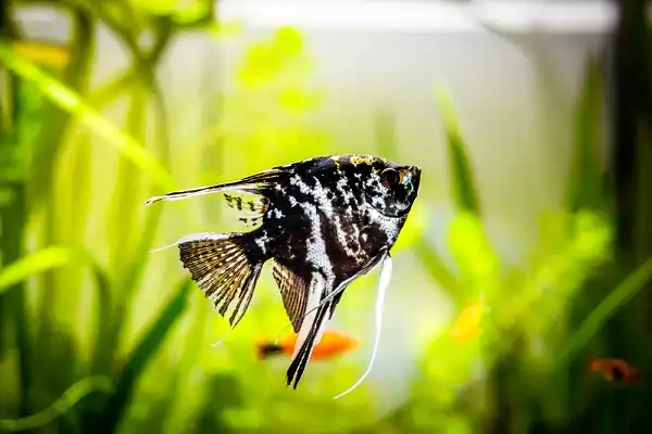 Angelfish Picture